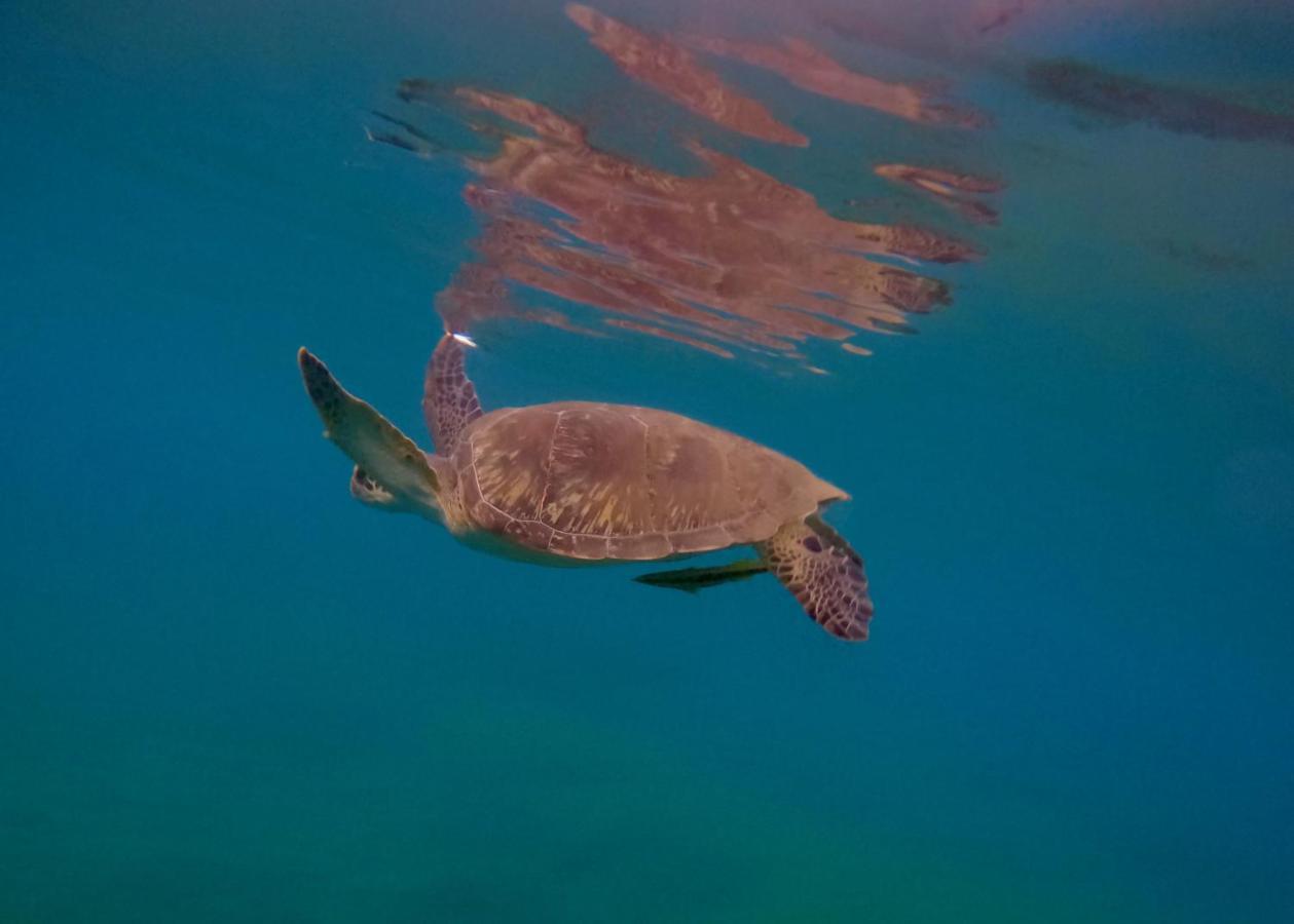 La Plage Martinique Schoelcher Kültér fotó
