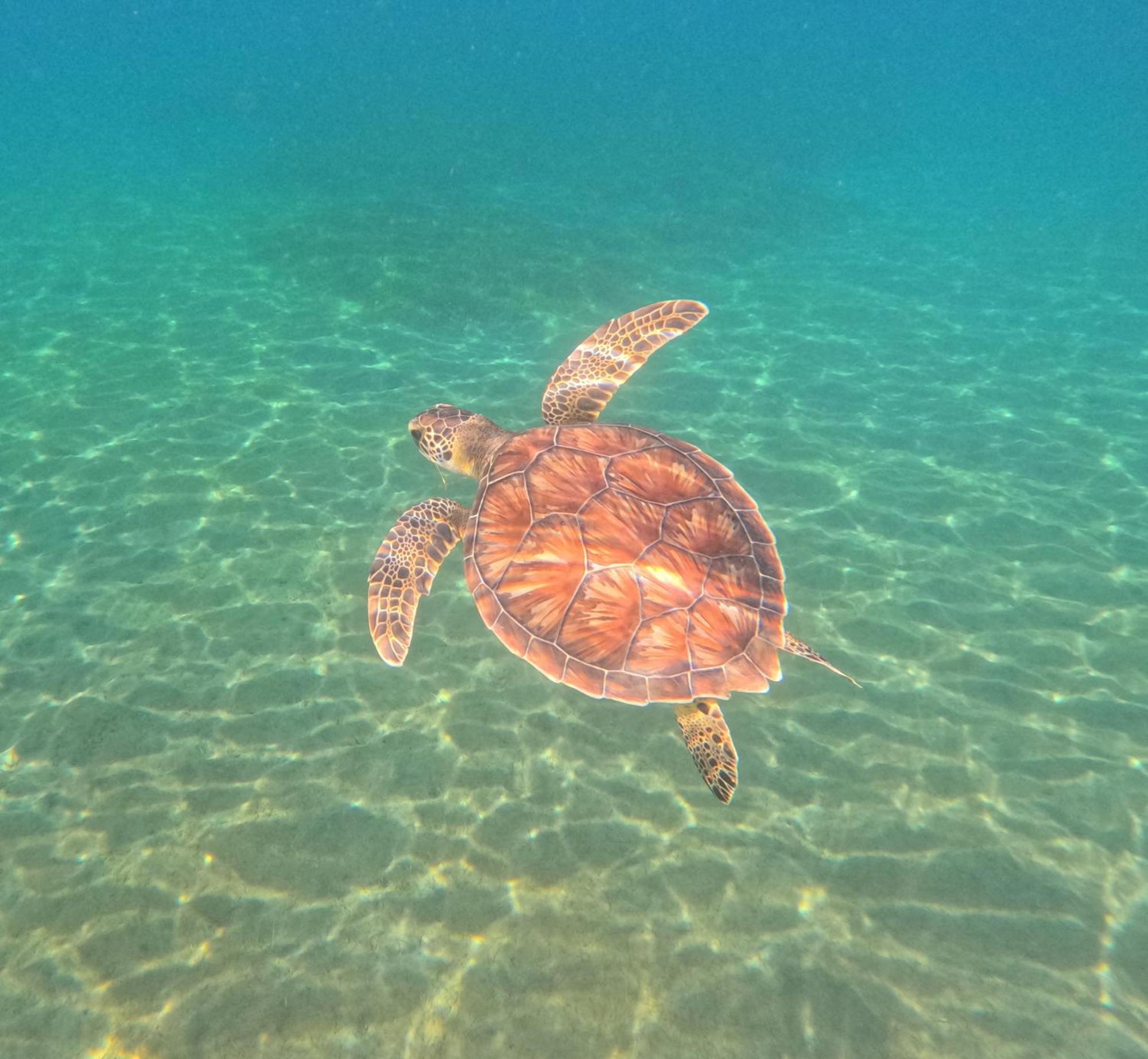 La Plage Martinique Schoelcher Kültér fotó